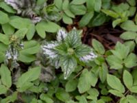 Lamiastrum galeobdolon ssp. argentatum Fredentorp, Lund, Skåne, Sweden 20150412_0017