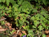 Lamiastrum galeobdolon ssp. galeobdolon Borstabäcken, Eslöv, Skåne, Sweden 20160505_0055