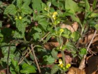 Lamiastrum galeobdolon ssp. galeobdolon Borstabäcken, Eslöv, Skåne, Sweden 20160505_0056