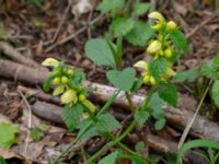 Lamiastrum galeobdolon ssp. galeobdolon Smedstorp, Tomelilla, Skåne, Sweden 20190518_0017