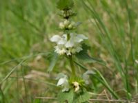 Lamium album Husie mosse, Malmö, Skåne, Sweden 20140422_0007