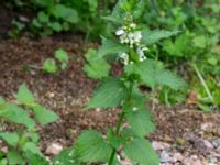 Lamium album Pydden, Holmeja, Svedala, Skåne, Sweden 20160617_0140