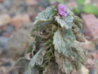 Lamium amplexicaule Tullstorp, Burlöv, Skåne, Sweden 20220920_0005