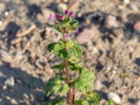 Lamium aplexicaule Utfyllnad Oljesjön, Malmö, Skåne, Sweden 20200816_0061