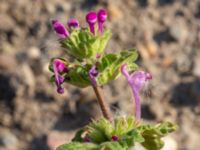 Lamium aplexicaule Utfyllnad Oljesjön, Malmö, Skåne, Sweden 20200816_0062