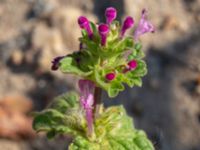 Lamium aplexicaule Utfyllnad Oljesjön, Malmö, Skåne, Sweden 20200816_0066