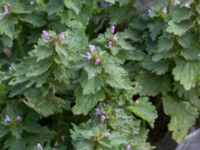 Lamium hybridum Jordhögar S grodreservatet, Norra hamnen, Malmö, Skåne, Sweden 20160729_0123