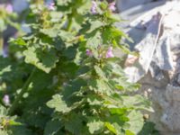 Lamium hybridum Jordhögar S grodreservatet, Norra hamnen, Malmö, Skåne, Sweden 20160731_0076