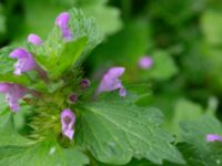 Lamium hybridum Monumentparken, Lund, Skåne, Sweden 20190917_0014