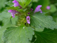 Lamium hybridum Monumentparken, Lund, Skåne, Sweden 20190917_0015