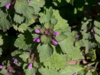 Lamium hybridum Solviken, Mölle, Höganäs, Skåne, Sweden 20150515_0200