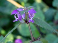 Lamium maculatum Barkvägen, Höör, Skåne, Sweden 20211103_0090