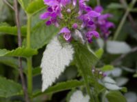 Lamium maculatum Grodreservatet, Malmö hamn, Malmö, Skåne, Sweden 20160609_0027