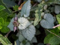 Lamium maculatum Grodreservatet, Norra hamnen, Malmö, Skåne, Sweden 20160529_0167