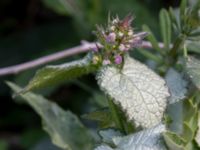 Lamium maculatum Grodreservatet, Norra hamnen, Malmö, Skåne, Sweden 20160529_0169