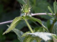 Lamium maculatum Grodreservatet, Norra hamnen, Malmö, Skåne, Sweden 20160529_0170