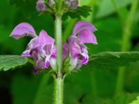 Lamium maculatum Säbyholm, Landskrona, Skåne, Sweden 20210515_0045