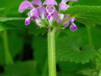 Lamium maculatum Säbyholm, Landskrona, Skåne, Sweden 20210515_0046