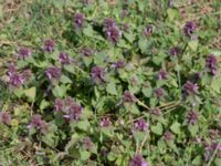 Lamium purpureum Åkerby, Mörbylånga, Öland, Sweden 20160410_0080