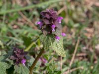 Lamium purpureum Åkerby, Mörbylånga, Öland, Sweden 20160410_0081