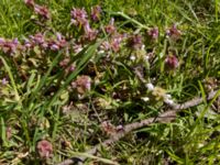 Lamium purpureum Banvallen, Ribersborg, Malmö, Skåne, Sweden 20200423 - 1