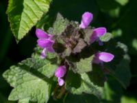 Lamium purpureum Hjälmaröd, Harlösa, Eslöv, Skåne, Sweden 20160505_0060