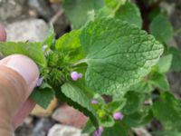 Lamium purpureum Jordhögar S grodreservatet, Norra hamnen, Malmö, Skåne, Sweden 20160729_0047