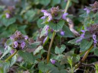 Lamium purpureum Ribersborg, Malmö, Skåne, Sweden 20150408_0010