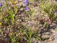 Lavandula angustifolia Inre hamnen, Malmö, Skåne, Sweden 20170715_0037