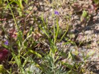 Lavandula angustifolia Inre hamnen, Malmö, Skåne, Sweden 20170715_0038