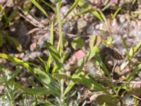 Lavandula angustifolia Inre hamnen, Malmö, Skåne, Sweden 20170715_0040