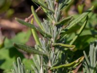 Lavandula angustifolia Sliparebacken, Lund, Skåne, Sweden 20190825_0013