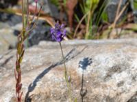 Lavandula angustifolia Sudda, Hönå, Öckerö, Bohuslän, Sweden 20190717_0118