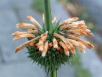 Leonotis nepetifolia Båstadsgatan, Malmö, Skåne, Sweden 20221002_0109