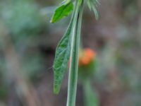 Leonotis nepetifolia Sliparebacken, Lund, Skåne, Sweden 20211114_0011