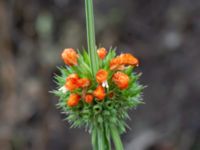 Leonotis nepetifolia Sliparebacken, Lund, Skåne, Sweden 20211114_0012