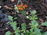 Leonotis nepetifolia Sliparebacken, Lund, Skåne, Sweden 20211114_0015