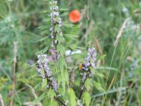 Leonurus cardiaca ssp. villosus Kumleröd, Tågra, Sjöbo, Skåne, Sweden 20160703_0073