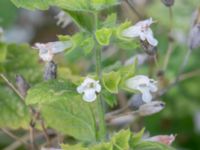 Melissa officinalis Östra koloniområdet, Burlöv, Skåne, Sweden 20240714_0206