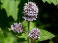 Mentha aquatica Djungelparken, Bunkeflostrand, Malmö, Skåne, Sweden 20200801_0015