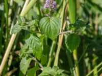 Mentha aquatica ssp. aquatica Rinnebäcks stamp, Kävlinge, Skåne, Sweden 20180731_0035