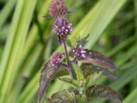 Mentha aquatica ssp. aquatica Toarpsdammen, Malmö, Skåne, Sweden 20150723_0102