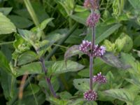 Mentha aquatica ssp. aquatica Toarpsdammen, Malmö, Skåne, Sweden 20150723_0103