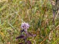 Mentha aquatica ssp. aquatica Zackows mosse, Nyhamnsläge, Höganäs, Skåne, Sweden 20190807_0135