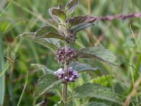 Mentha arvensis Hunneröds mosse, Svedala, Skåne, Sweden 20160717_0065