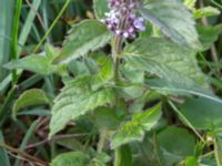 Mentha arvensis Hunneröds mosse, Svedala, Skåne, Sweden 20160717_0067