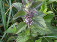 Mentha arvensis Hunneröds mosse, Svedala, Skåne, Sweden 20160717_0068