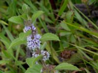 Mentha arvensis Pildammsparken, Malmö, Skåne, Sweden 20150717_0048