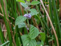 Mentha arvensis Skyttsie hage, Skanörs ljung, Falsterbonäset, Vellinge, Skåne, Sweden 20180710_0009