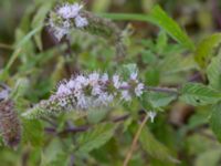 Mentha longifolia Lindängelunds rekreationsområde, Malmö, Skåne, Sweden 20160821_0044